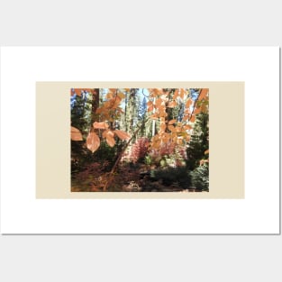 Fall foliage, autumn, scenery, nature, gifts Posters and Art